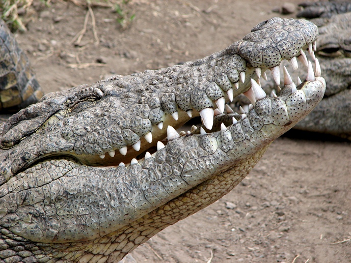 crocodile